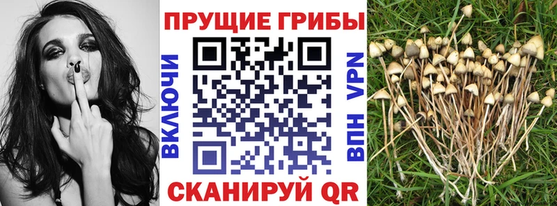 закладка Злынка Галлюциногенные грибы мухоморы
